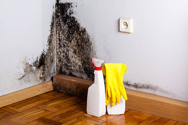 Best Mold Removal for HVAC Installations  in Belfair, WA